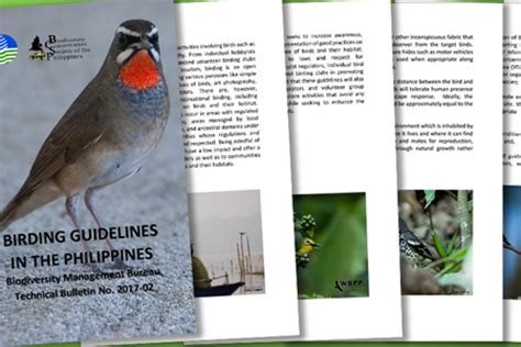 types of bees in philippines|All about bees: in the Philippines and beyond — Haribon Foundation.